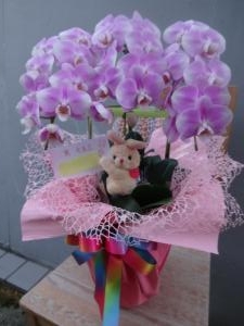 うさちゃん付き胡蝶蘭のお届け！｜「緑花園」　（徳島県吉野川市の花キューピット加盟店 花屋）のブログ