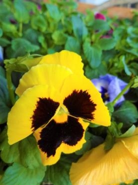 植え替えシーズン到来!!（ファミレ八幡セール情報）｜「ポピー」　（京都府八幡市の花キューピット加盟店 花屋）のブログ