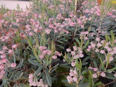 鉢物入荷｜「ポピー」　（京都府八幡市の花キューピット加盟店 花屋）のブログ