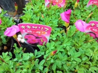 昨日の鉢物仕入れ（オキザリス・シクラメン・プリンセチア・他）｜「ポピー」　（京都府八幡市の花キューピット加盟店 花屋）のブログ
