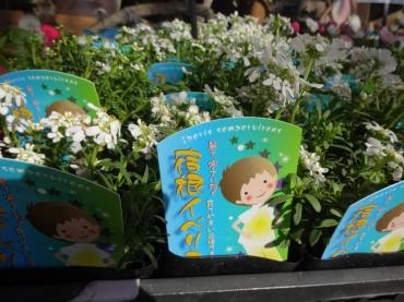 水曜日は鉢物情報｜「ポピー」　（京都府八幡市の花キューピット加盟店 花屋）のブログ