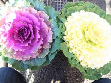 昨日の鉢物仕入れ（勝手にハボタンフェア状態）｜「ポピー」　（京都府八幡市の花キューピット加盟店 花屋）のブログ