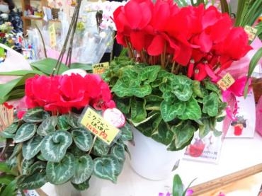 一昨日の鉢苗物仕入れ（千両・梅市も終わりました）｜「ポピー」　（京都府八幡市の花キューピット加盟店 花屋）のブログ