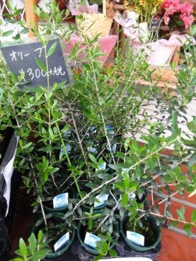 昨日の鉢物｜「ポピー」　（京都府八幡市の花キューピット加盟店 花屋）のブログ