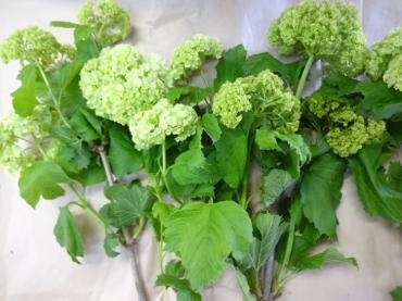 ビバーナムの水揚げ方法｜「ポピー」　（京都府八幡市の花キューピット加盟店 花屋）のブログ
