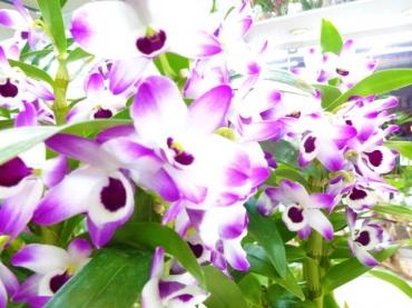 新年あけましておめでとうございます｜「ポピー」　（京都府八幡市の花キューピット加盟店 花屋）のブログ