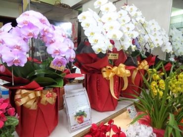 昨日の鉢苗物（今年初鉢苗物仕入れ）｜「ポピー」　（京都府八幡市の花キューピット加盟店 花屋）のブログ