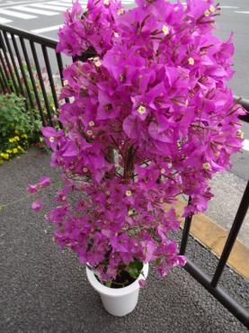 ブーゲンビリアとドデカ多肉植物｜「ポピー」　（京都府八幡市の花キューピット加盟店 花屋）のブログ