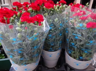 母の日のカーネーション第一弾入荷｜「ポピー」　（京都府八幡市の花キューピット加盟店 花屋）のブログ