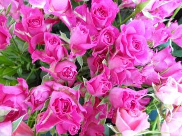 バラのガクと花びらの間は・・・・・・・｜「ポピー」　（京都府八幡市の花キューピット加盟店 花屋）のブログ