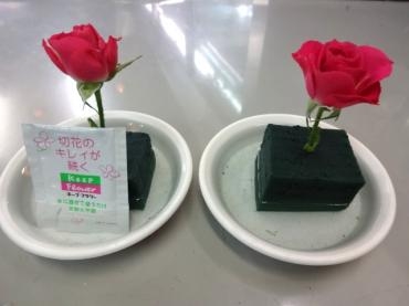 スプレーバラの水揚げ実験｜「ポピー」　（京都府八幡市の花キューピット加盟店 花屋）のブログ