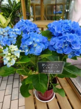 アジサイがお買い得すぎ～～!!　多肉植物もセダムも｜「ポピー」　（京都府八幡市の花キューピット加盟店 花屋）のブログ