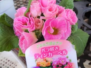 昨日の鉢苗物（少なめ）（プレミアムジュリアン・ルピナス・花かんざし）（チューリップ：マレロ）｜「ポピー」　（京都府八幡市の花キューピット加盟店 花屋）のブログ