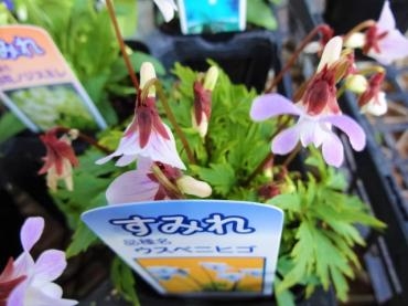 臨時入荷（日本すみれ・ハーブ各種・パセリ）｜「ポピー」　（京都府八幡市の花キューピット加盟店 花屋）のブログ