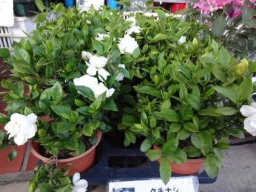 昨日の鉢物（くちなし・ミニトマト他）｜「ポピー」　（京都府八幡市の花キューピット加盟店 花屋）のブログ