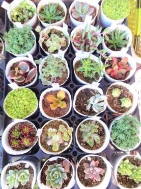 昨日の仕入れ情報（多肉植物・タイム・デージー・ギョリュウバイ他）｜「ポピー」　（京都府八幡市の花キューピット加盟店 花屋）のブログ