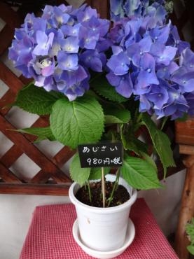 鉢物入荷情報（青しそ・紫のアジサイ・松葉ボタン他）｜「ポピー」　（京都府八幡市の花キューピット加盟店 花屋）のブログ
