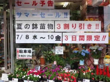サマーセール開催予告｜「ポピー」　（京都府八幡市の花キューピット加盟店 花屋）のブログ
