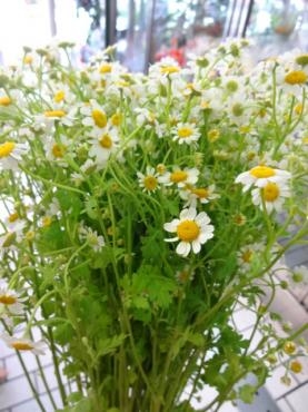 マトリカリアとカモミールの違い｜「ポピー」　（京都府八幡市の花キューピット加盟店 花屋）のブログ