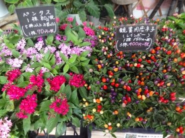 昨日の鉢物　（夏の装い）｜「ポピー」　（京都府八幡市の花キューピット加盟店 花屋）のブログ