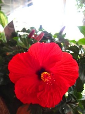ハイビスカス!!の季節｜「ポピー」　（京都府八幡市の花キューピット加盟店 花屋）のブログ