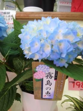 昨日の鉢苗物仕入れ情報｜「ポピー」　（京都府八幡市の花キューピット加盟店 花屋）のブログ