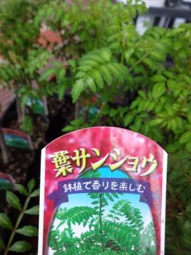 葉山椒が入荷しました！｜「ポピー」　（京都府八幡市の花キューピット加盟店 花屋）のブログ