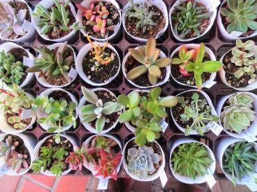 昨日の鉢苗物仕入れ（秋色アジサイ・多肉植物・ブーゲンビリア・大輪シバザクラ他）｜「ポピー」　（京都府八幡市の花キューピット加盟店 花屋）のブログ
