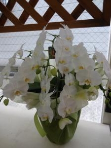 御供に胡蝶蘭｜「緑花園」　（徳島県吉野川市の花キューピット加盟店 花屋）のブログ