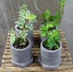 ヴィスポット・アイビー｜「花かざり」　（大阪府大阪市城東区の花キューピット加盟店 花屋）のブログ