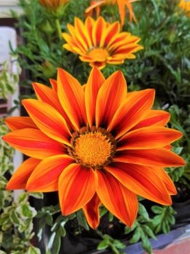 新年度スタートしましたね｜「ポピー」　（京都府八幡市の花キューピット加盟店 花屋）のブログ
