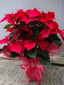 ポインセチアのお歳暮｜「緑花園」　（徳島県吉野川市の花キューピット加盟店 花屋）のブログ