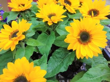 母の日明け｜「ポピー」　（京都府八幡市の花キューピット加盟店 花屋）のブログ