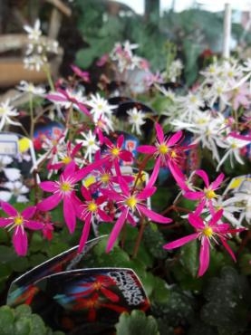 鉢苗物（大文字草・パンジー・ビオラ等）｜「ポピー」　（京都府八幡市の花キューピット加盟店 花屋）のブログ