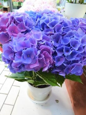 昨日の鉢苗物仕入れ（アジサイ・ハイビスカス・ユーカリ・宿根ブルーサルビア他）｜「ポピー」　（京都府八幡市の花キューピット加盟店 花屋）のブログ