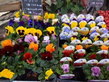 昨日の鉢物入荷（よく咲くスミレ・いちじく・シンビジウム他）｜「ポピー」　（京都府八幡市の花キューピット加盟店 花屋）のブログ