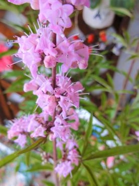 昨日の鉢苗物入荷情報｜「ポピー」　（京都府八幡市の花キューピット加盟店 花屋）のブログ