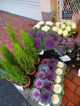 今日の鉢物仕入れ｜「ポピー」　（京都府八幡市の花キューピット加盟店 花屋）のブログ
