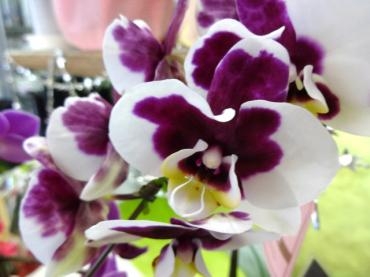 勤労感謝｜「ポピー」　（京都府八幡市の花キューピット加盟店 花屋）のブログ