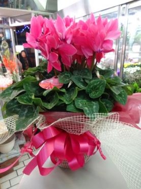 大きなシクラメンがお買い得！！限定品｜「ポピー」　（京都府八幡市の花キューピット加盟店 花屋）のブログ