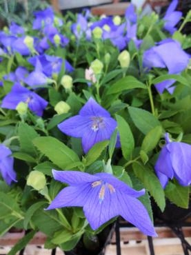 ちょっとだけ苗物仕入れとお知らせ｜「ポピー」　（京都府八幡市の花キューピット加盟店 花屋）のブログ