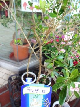 昨日の鉢物仕入れ（オリーブ・干しネギ・コスモス他）｜「ポピー」　（京都府八幡市の花キューピット加盟店 花屋）のブログ
