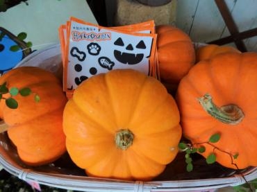 昨日の鉢苗物仕入れ（ハロウィンカボチャ）｜「ポピー」　（京都府八幡市の花キューピット加盟店 花屋）のブログ