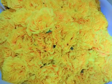 ワクチン接種体験記（1回目）｜「ポピー」　（京都府八幡市の花キューピット加盟店 花屋）のブログ