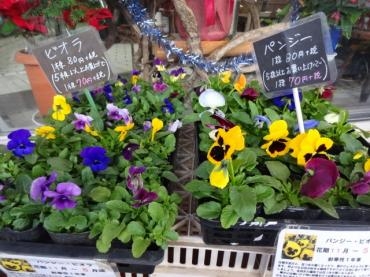 土曜日に苗物臨時入荷しました。｜「ポピー」　（京都府八幡市の花キューピット加盟店 花屋）のブログ