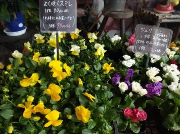 年内まともな鉢物仕入れの最終!!｜「ポピー」　（京都府八幡市の花キューピット加盟店 花屋）のブログ