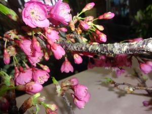 桜が入荷！｜「緑花園」　（徳島県吉野川市の花キューピット加盟店 花屋）のブログ