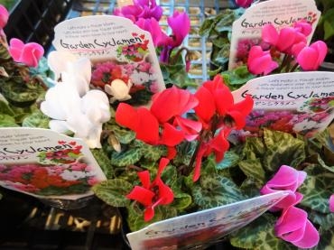 昨日と一昨日の鉢苗物（ガーデンシクラメン・懸崖菊・パンジー・ビオラ他）※10月から花手水再開｜「ポピー」　（京都府八幡市の花キューピット加盟店 花屋）のブログ