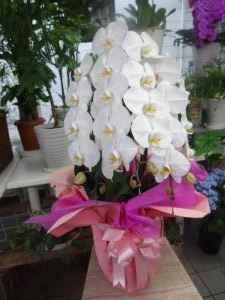 胡蝶蘭お届けしました｜「緑花園」　（徳島県吉野川市の花キューピット加盟店 花屋）のブログ