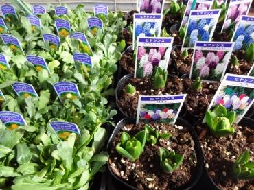 鉢物仕入れ｜「ポピー」　（京都府八幡市の花キューピット加盟店 花屋）のブログ